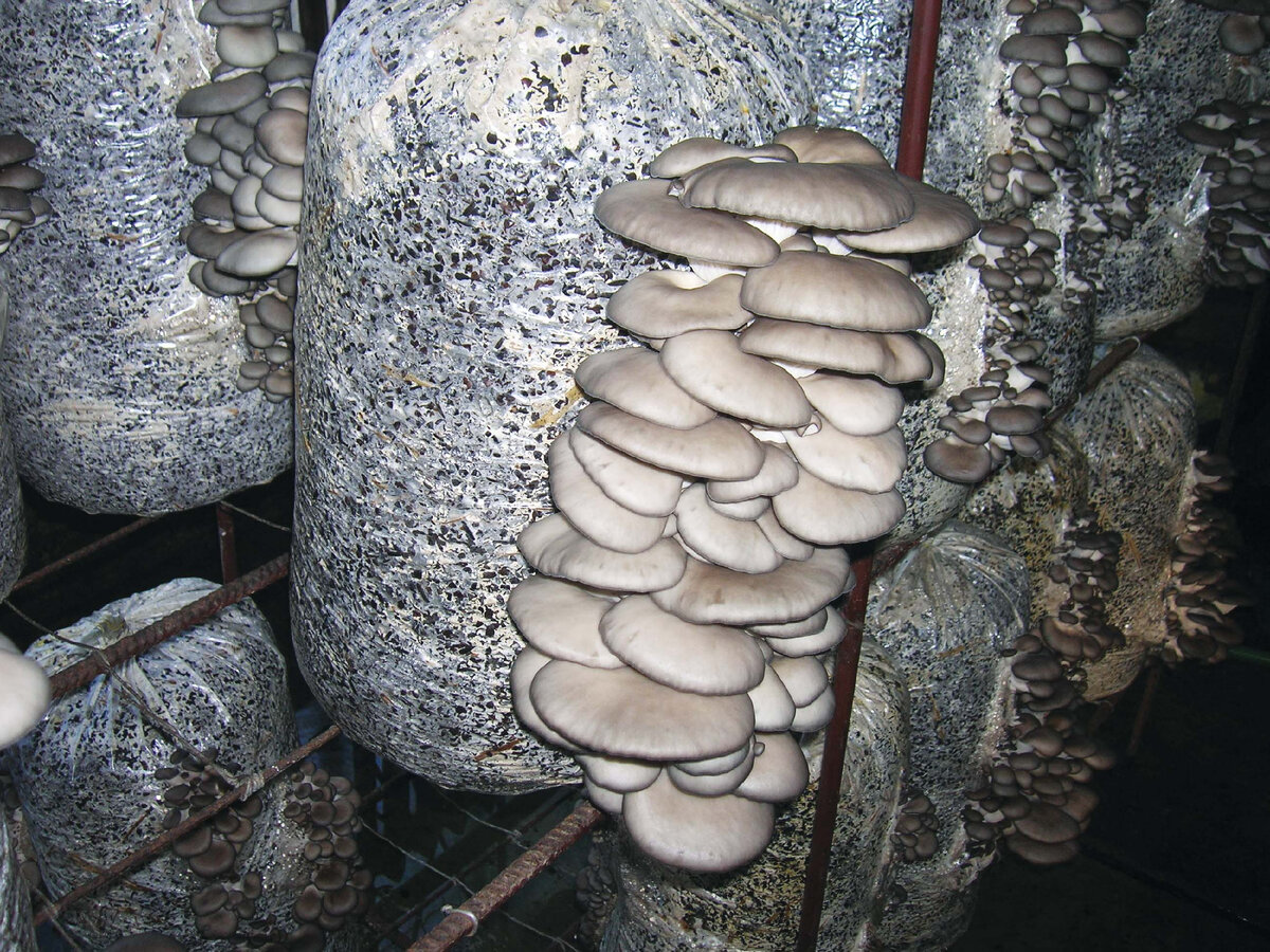 Выращивание грибов технология. Мицелий вешенка обыкновенная. Мицелий грибов вешенка. Грибные блоки вешенки. Вешенки грибы выращивание.