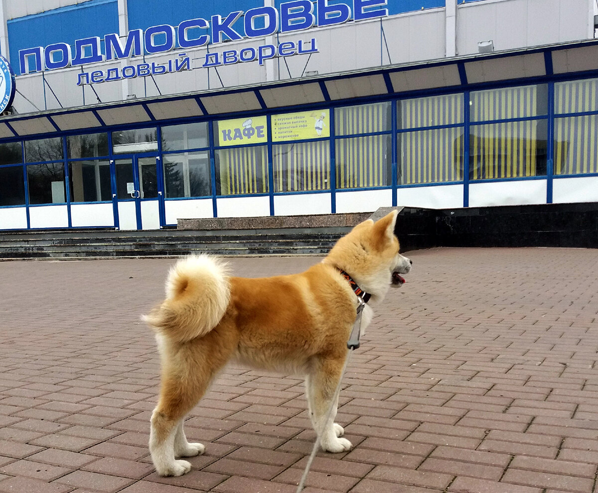 Акита, расчесанная неделю назад, обратите внимание, как выглядит шерсть на животе.