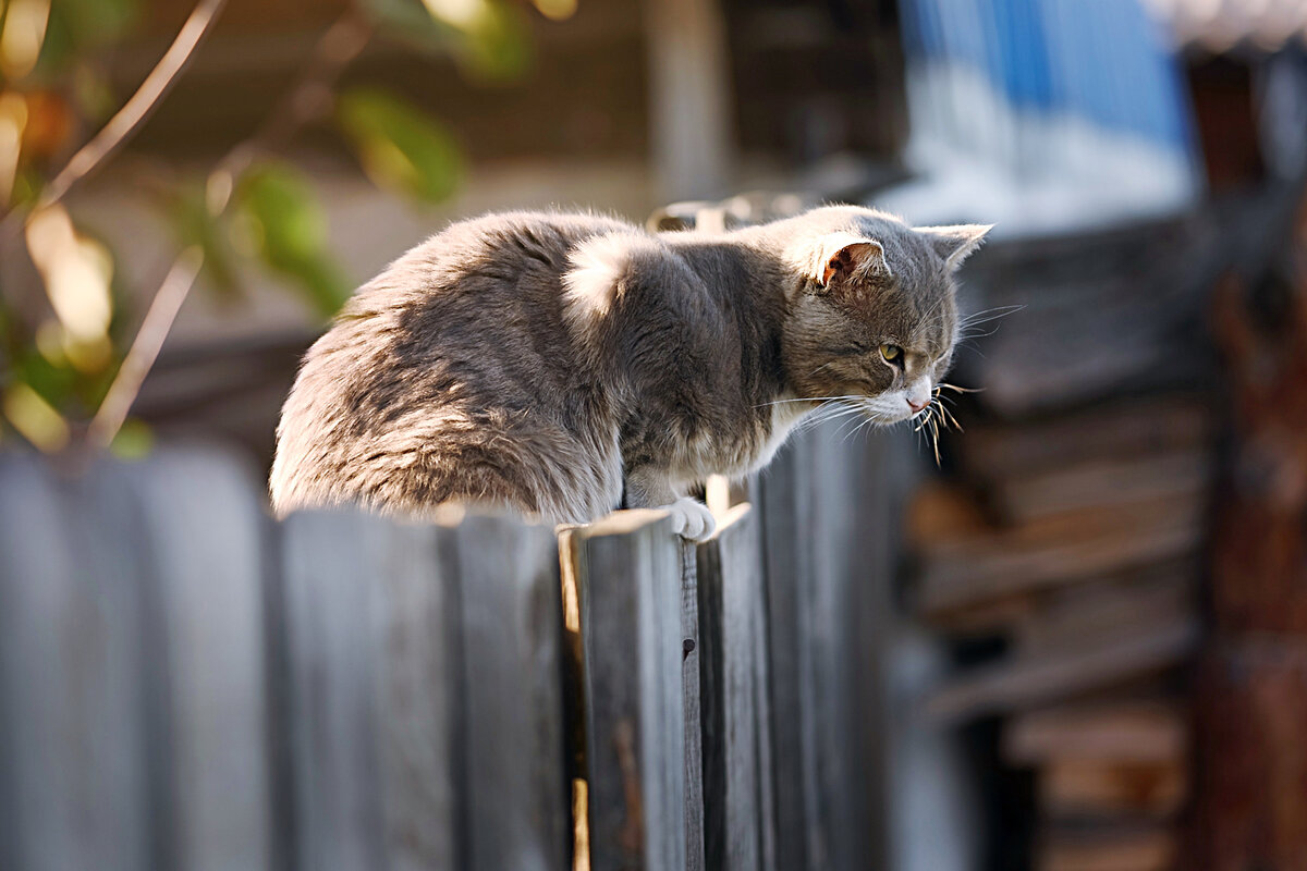 Сотрудничество с соседями при поиске кота на даче