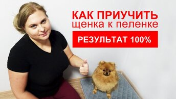 ТОП 11 советов, как приучить щенка к пеленке, результат 100%, полная инструкция