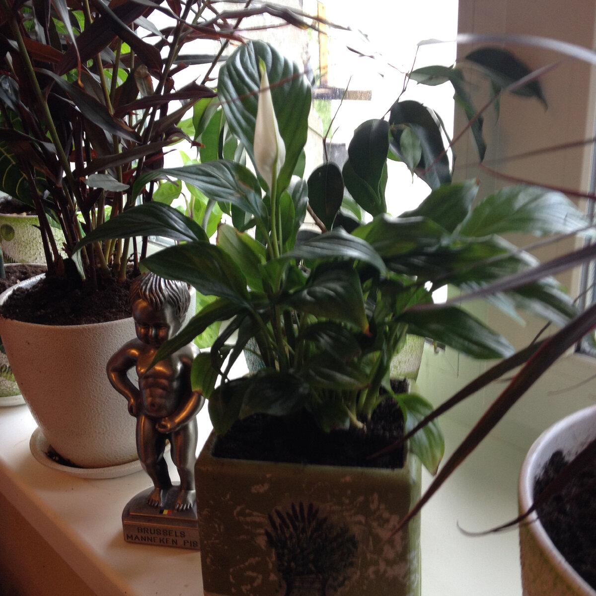 Если растений мало, мальчик писающий убежит))) 