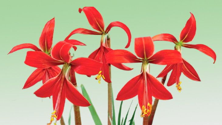 Шпрекелия. Коллаж автора