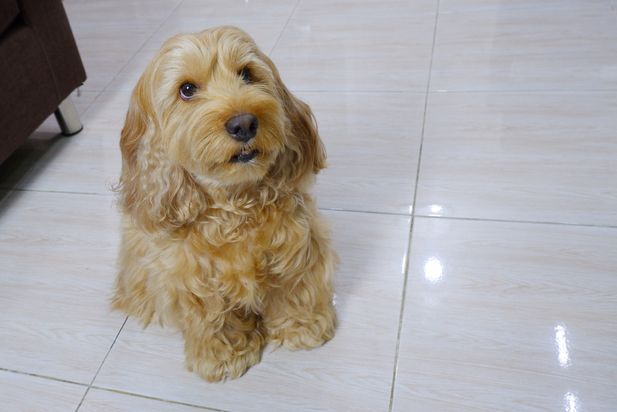 Пол из плитки легко отмыть от следов собачьих лап 