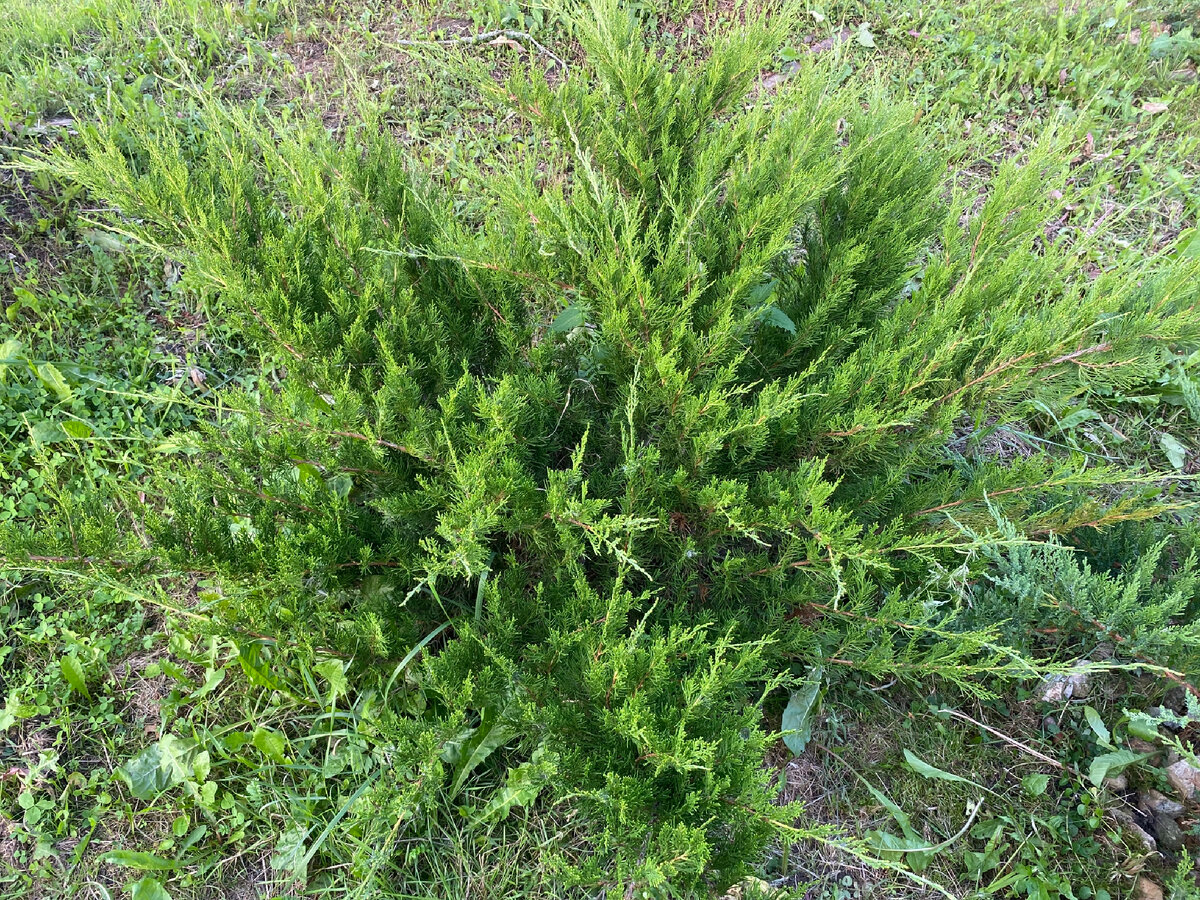 Можжевельник казацкий (Juniperus sabina)