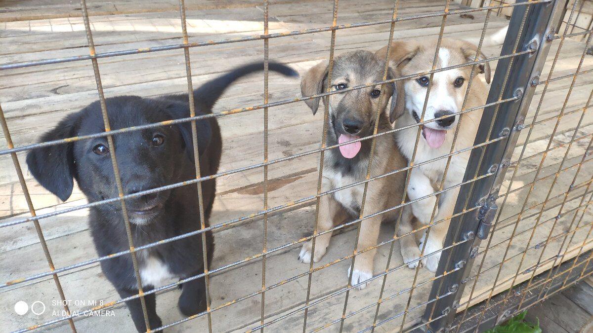 красивые  девочки и мальчик, возраста  примерно 2-3 месяца . 