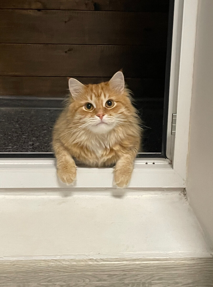 Симба отдыхает на балконе 