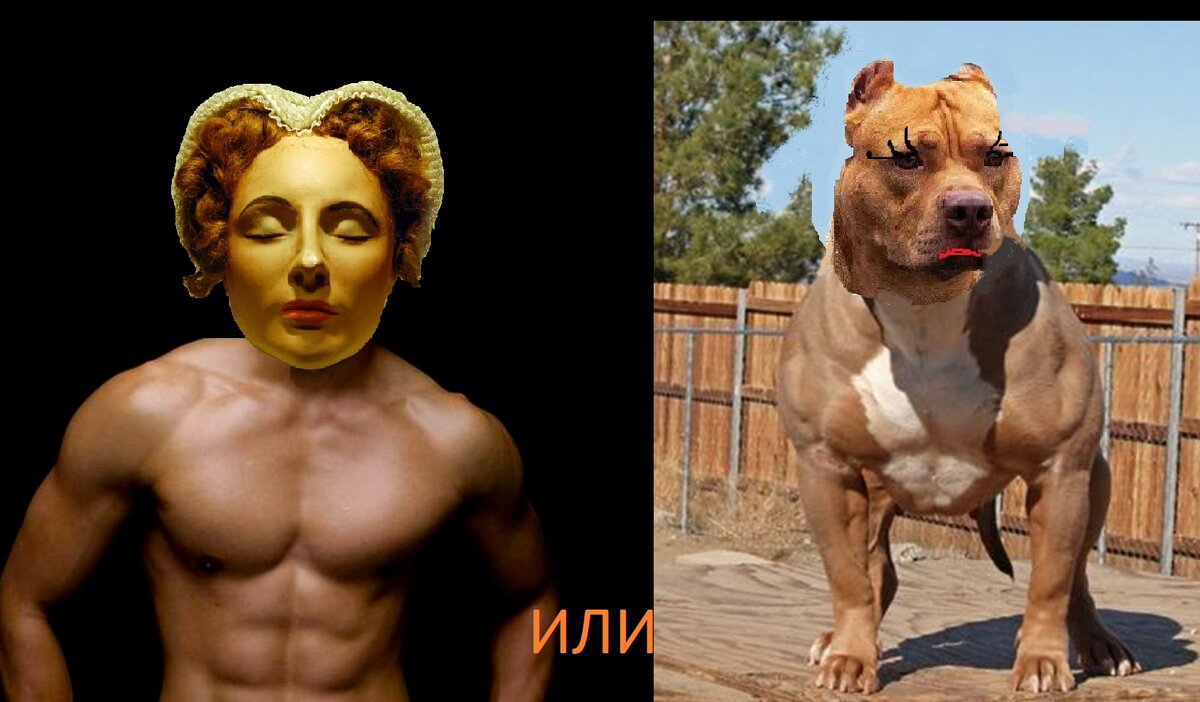 Не понятно кого судья оценивал - хозяина (хозяйку) или собаку всё-же🤔