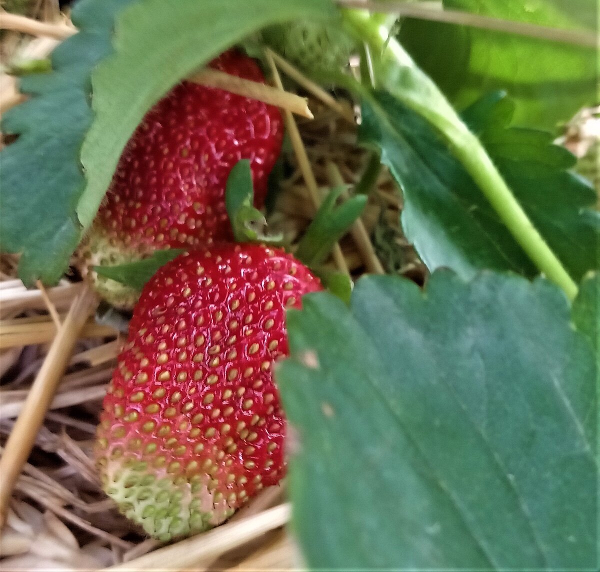 Клубника в моем саду. Фото автора канала.