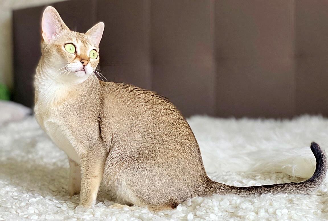 Сингапурская кошка:  