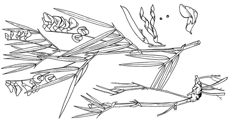 Фото: Шевырева Н.А.