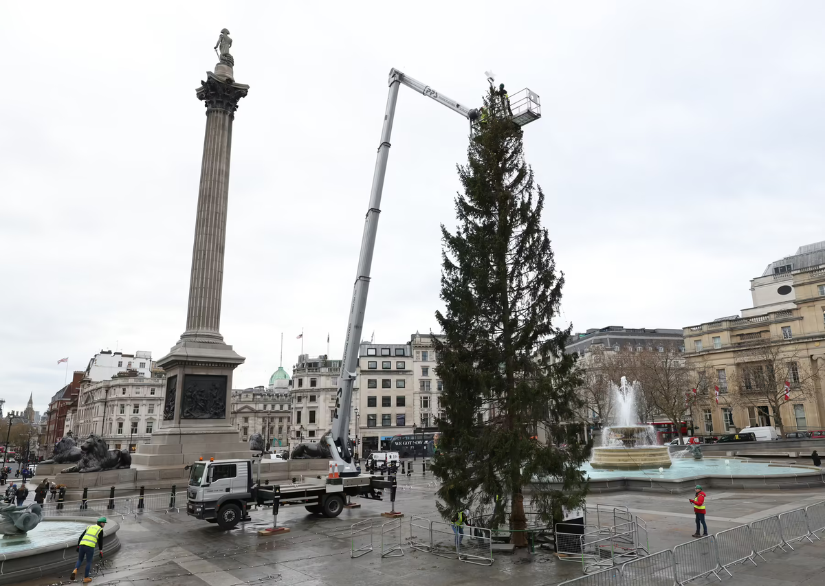 Trafalgar square christmas tree. Рождественская ёлка на Трафальгарской площади. Главная елка Лондона 2021. Трафальгарская площадь елка 2022. Елка в Лондоне.