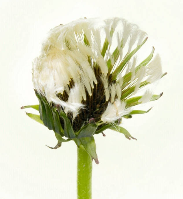 РАСКРЫТИЕ ЦВЕТКА ОДУВАНЧИКА