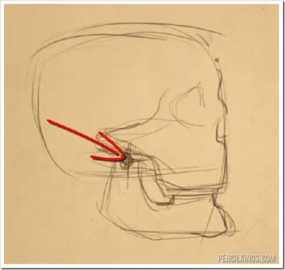 Как рисовать челюсть