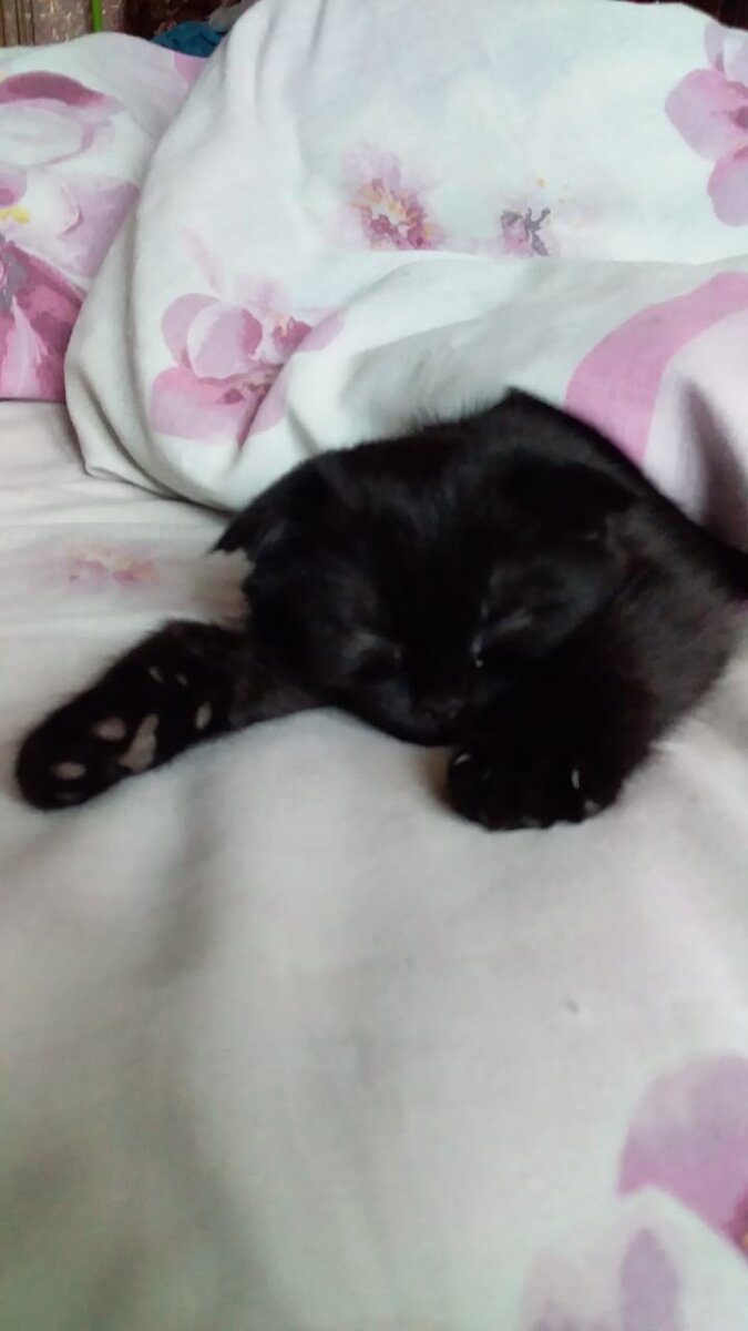 Это наш котёнок. В первый день, когда мы привезли его домой. 