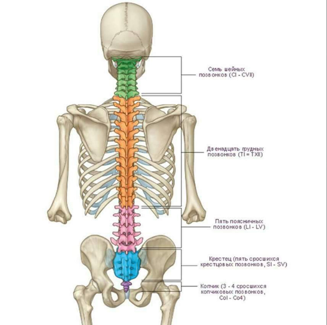 Показать поясницу. Анатомия человека кости скелета позвоночника. Анатомия костей поясничного отдела позвоночника. Отделы позвоночника человека на скелете человека.