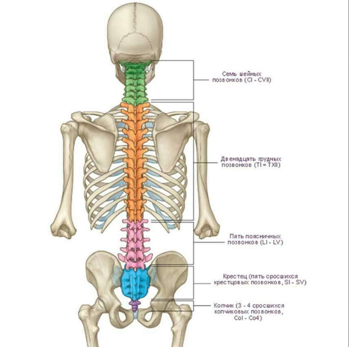 Отделы поясницы. Анатомия человека кости скелета позвоночника. Анатомия костей поясничного отдела позвоночника. Отделы позвоночника человека на скелете человека.