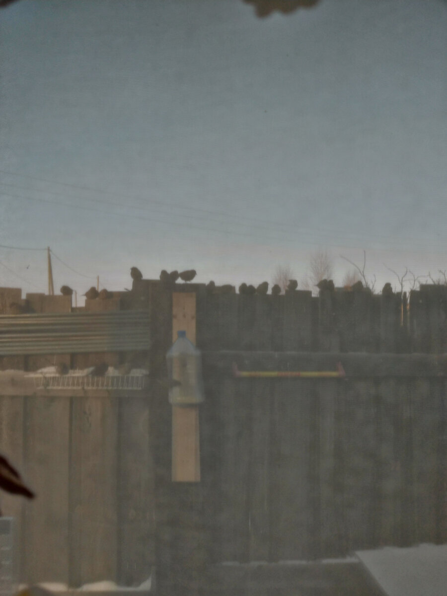 Собрание СНТ. Фото через вуаль, чтобы не спугнуть митингующих.