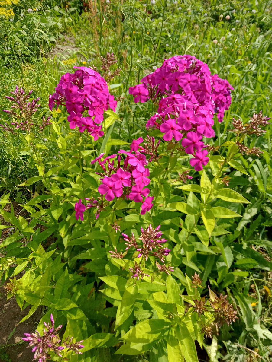 Один из моих "вырвиглазных" флоксов, посажен на участке так, чтобы было НЕ видно из окна