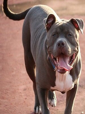 Глафира. Лицензия Pixabay. Коммерческое использование бесплатно. Нет необходимости указывать свойства.