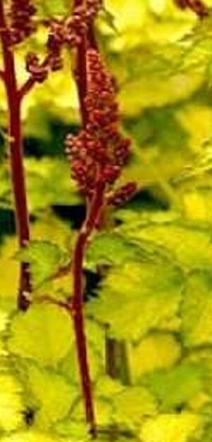 Астильба Колор флэш лайм