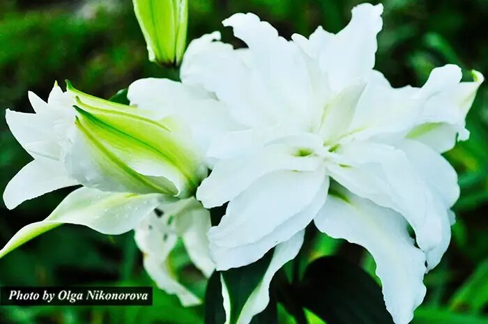 Фото: Ухаживайте за лилиями в саду до и после цветения