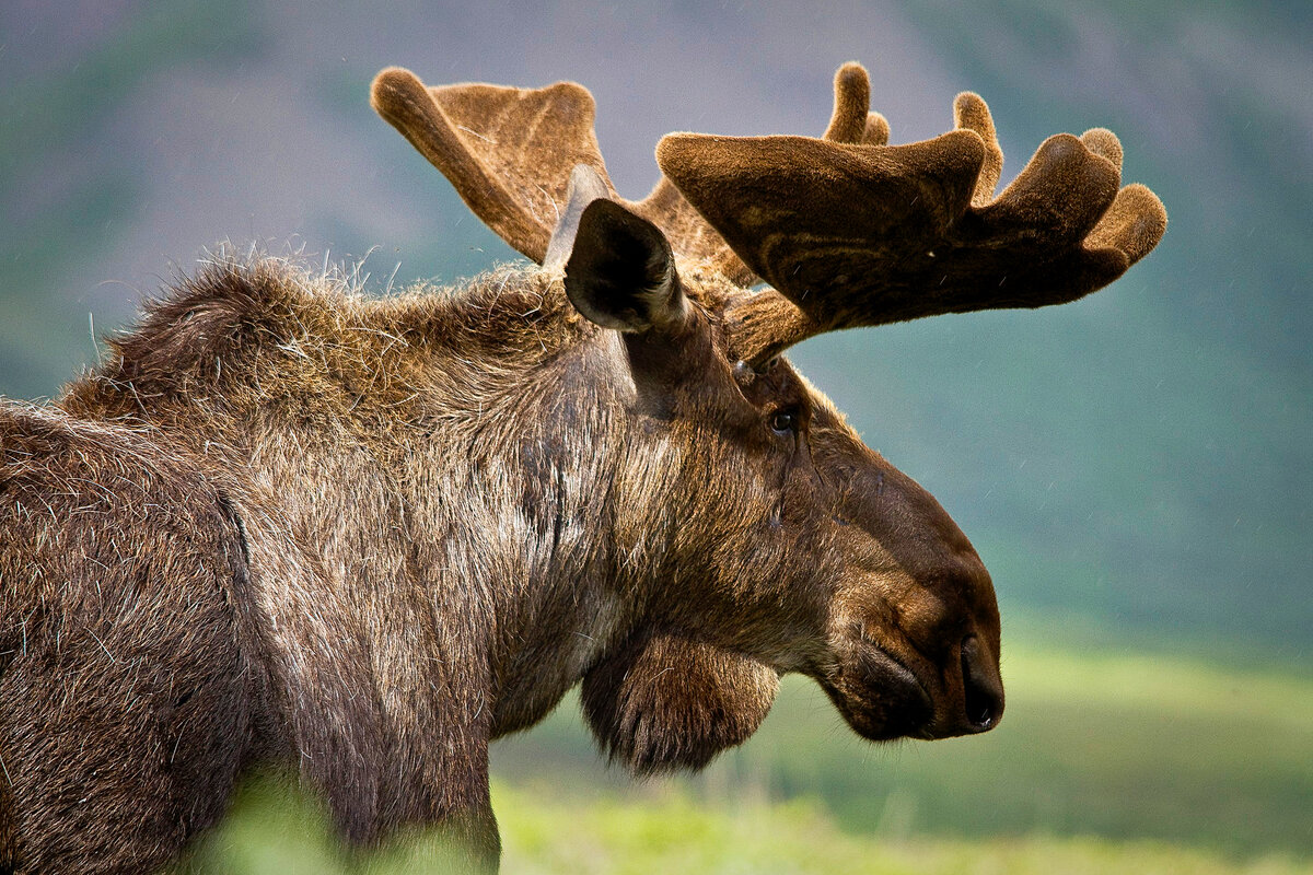 американский лось фото