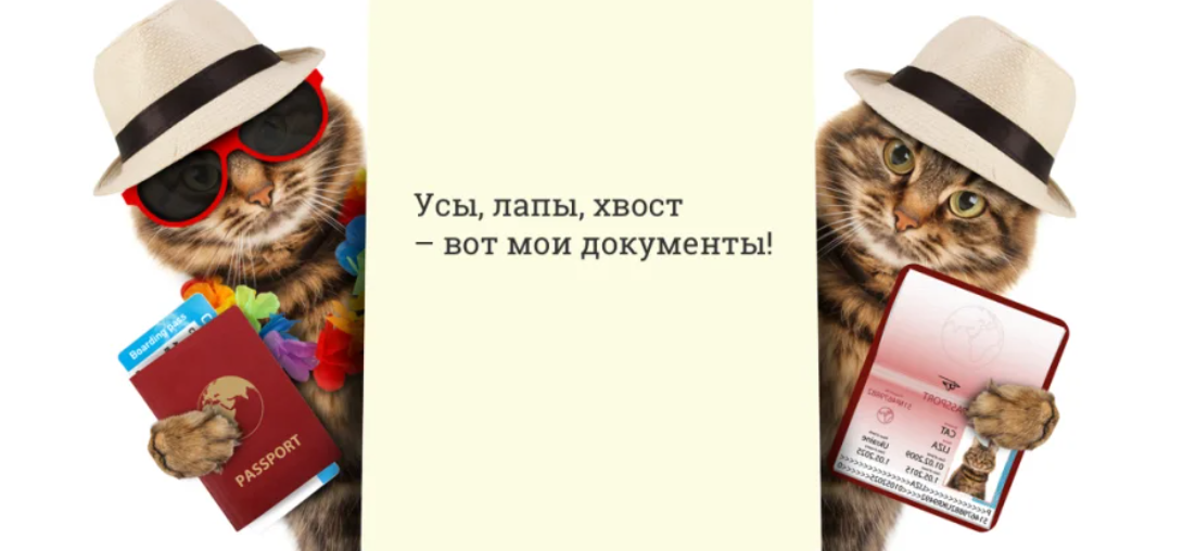 Усы и хвост вот мои документы. Усы лапы и хвост Мои документы. Уши лапы и хвост вот Мои документы