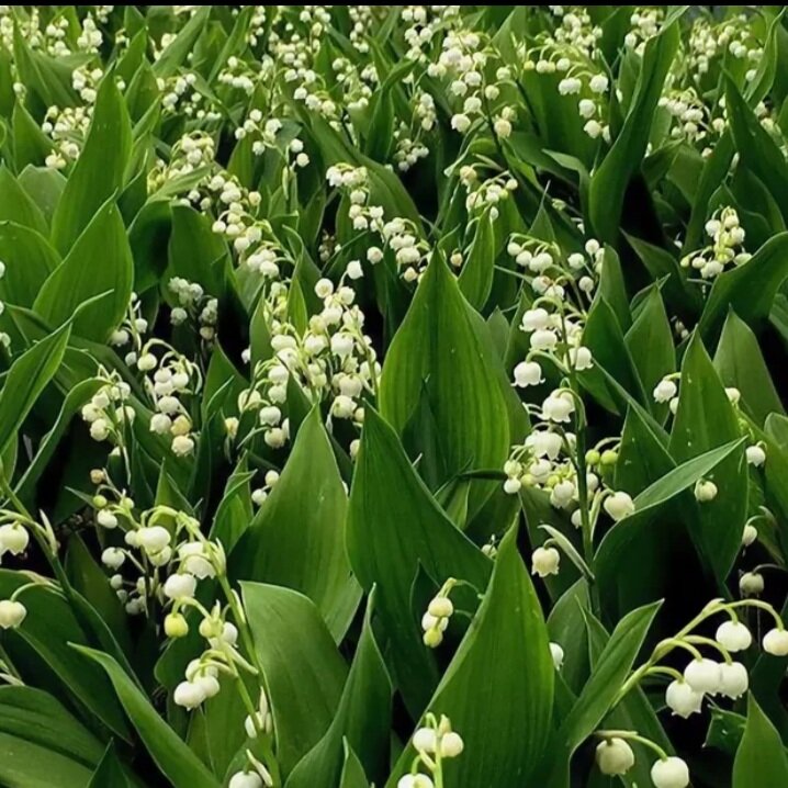 Lily of valley. КОНВАЛЛЯРИЯ майялис. Convallaria Majalis. Ландыш Лилейные. Ландыш (Convallaria) Majalis Bordeaux.