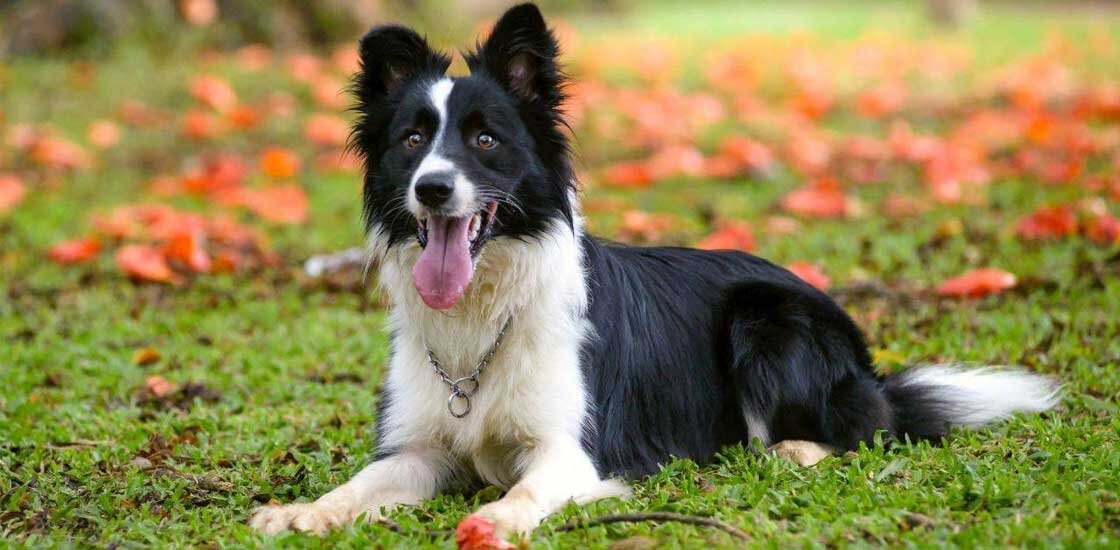 Бордер колли