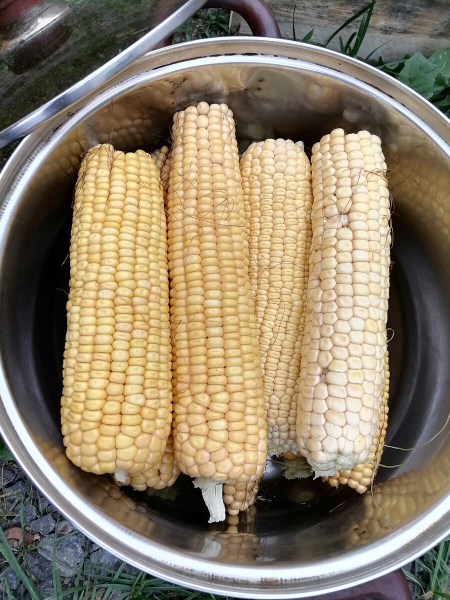 Поставлю варить на 3часа.