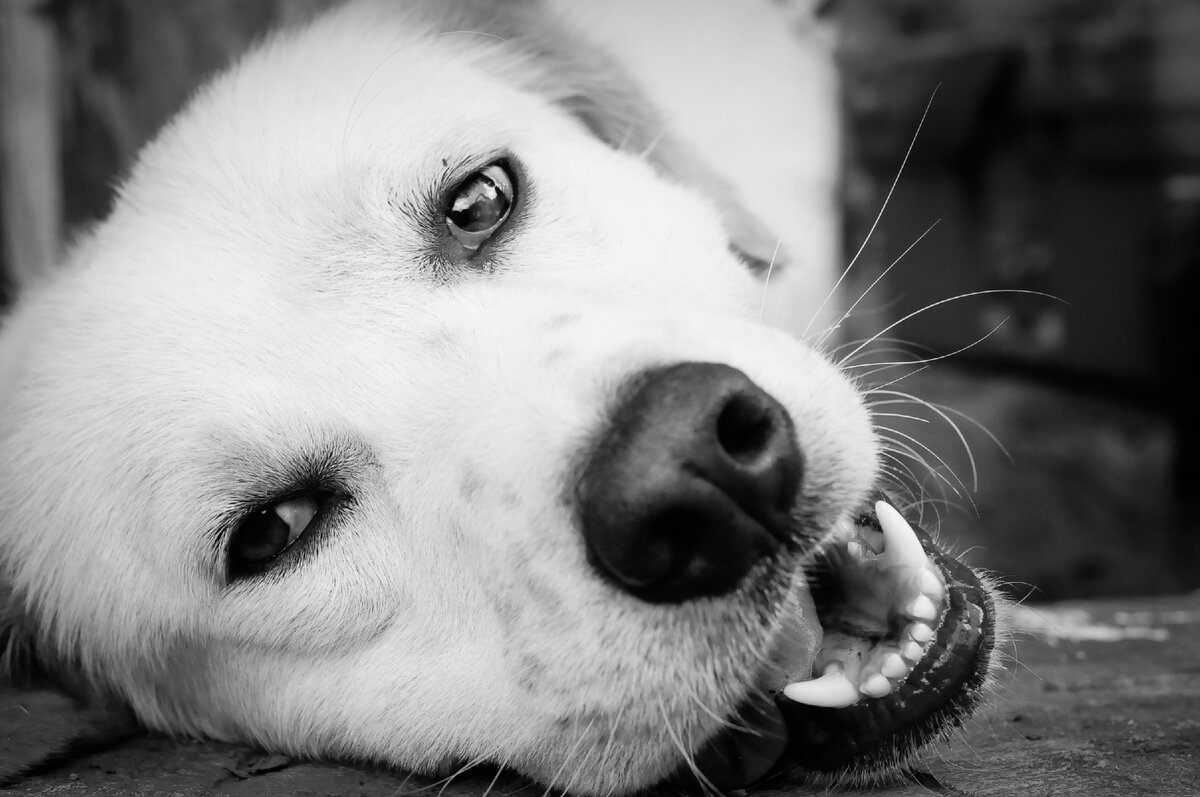 Белая собака. Черно белый пес. Чёрно белая собака. Белый клык собака. Собаки зубова купить