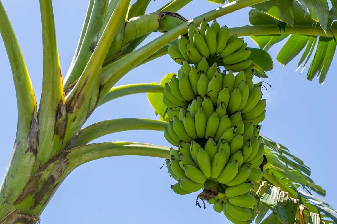 Arboles de platanos