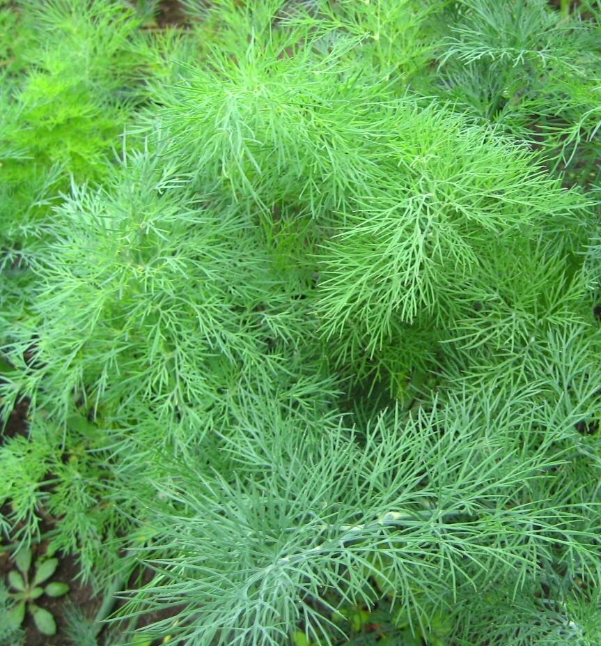 Укроп Ароматный букет от агрофирмы "Гавриш"