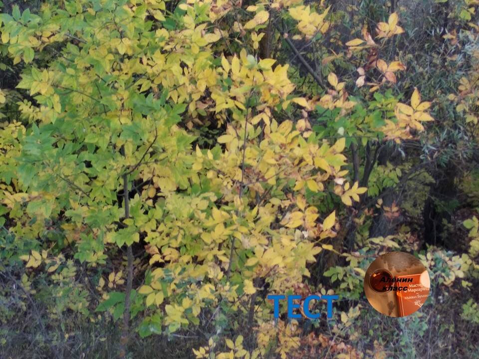 Доброе утро!  Открываем осенние публикации!