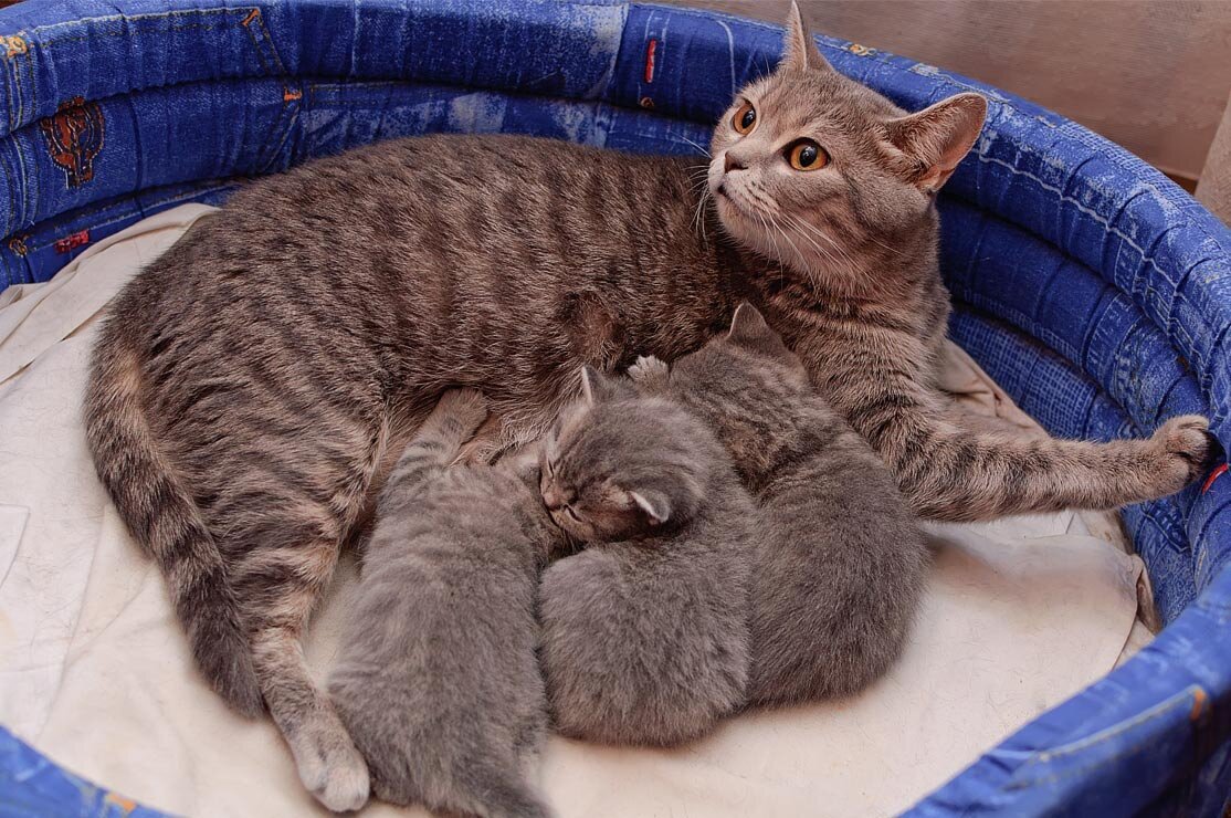 8 котят у кошки. Кошка кормит котят. Кошка вскармливает котят. Кошка вскармоивает кота. Беременные кошки с котятами.