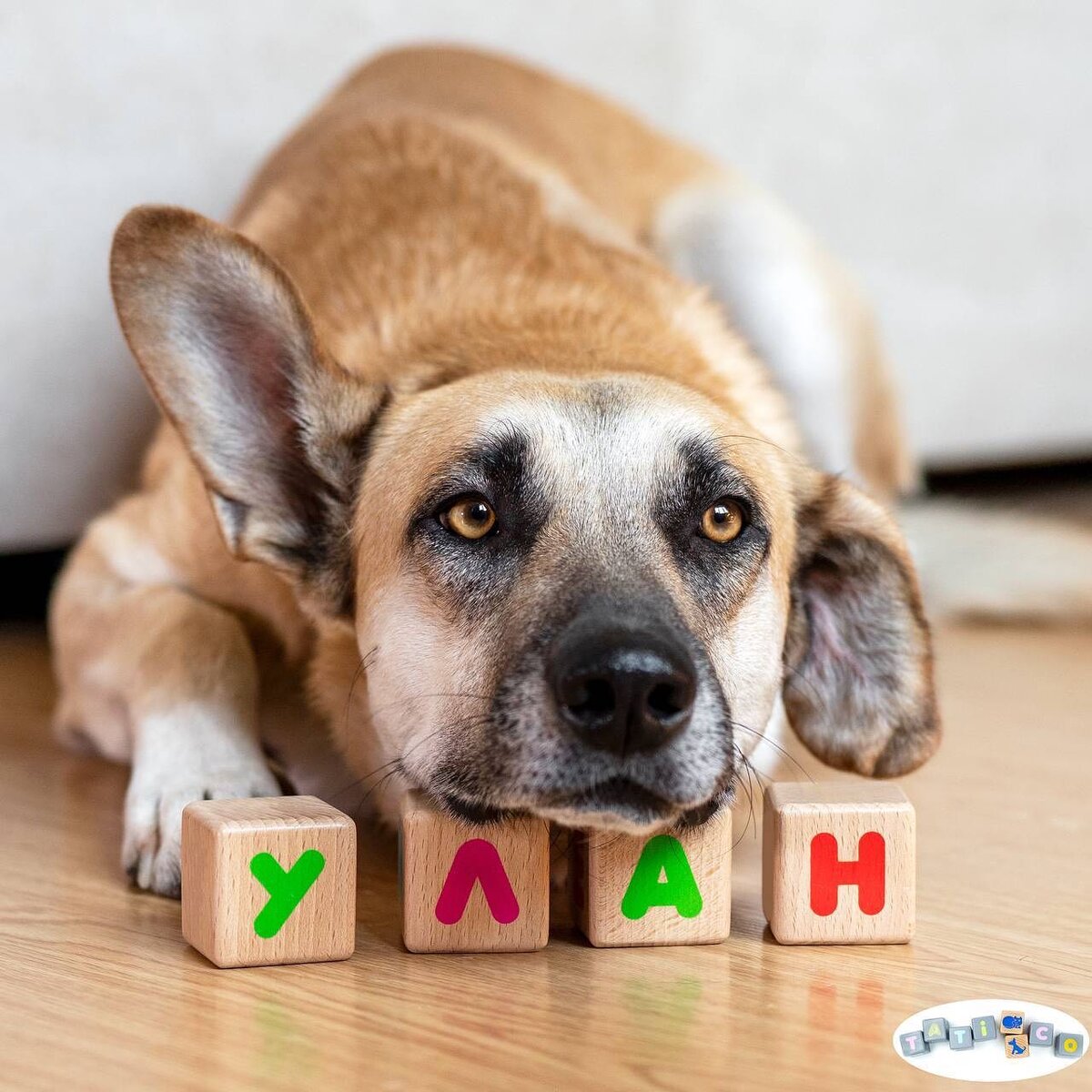    instagram.com/tati687 admin