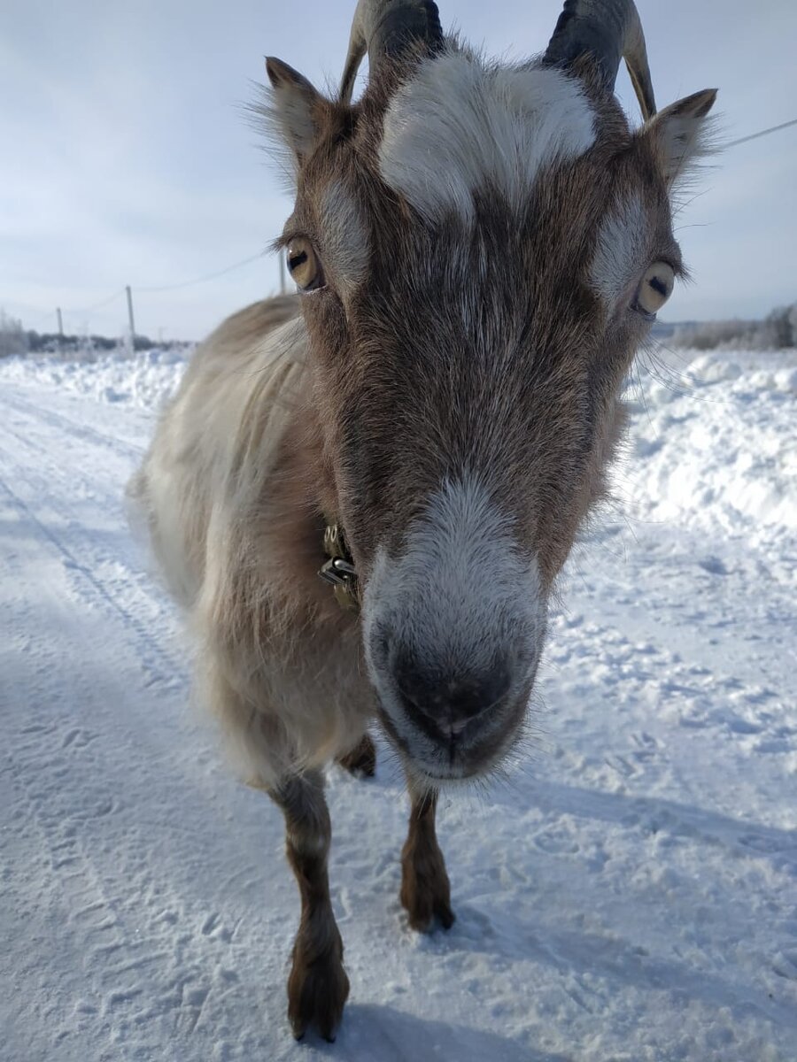 Наша коза Лана. Фото автора.