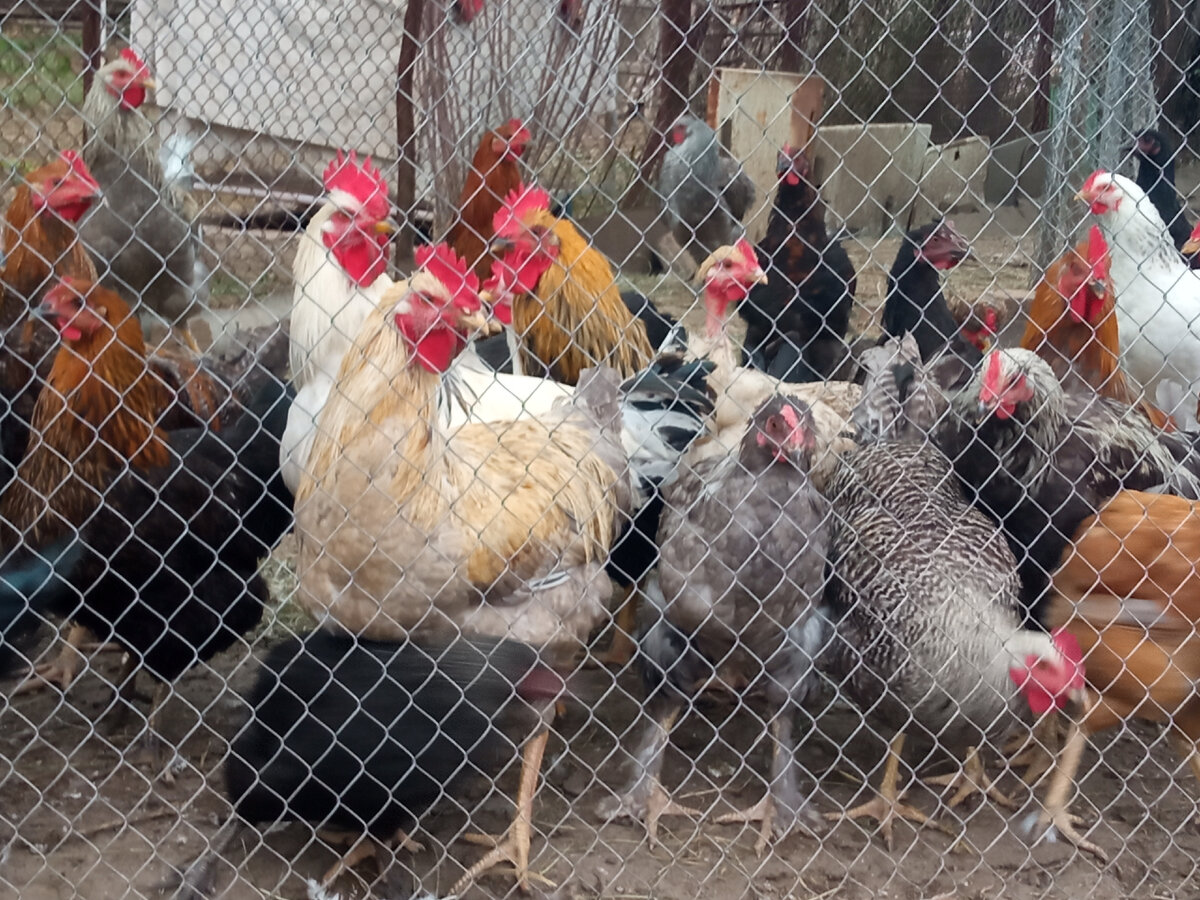 Куры молодки шестимесячные и цыплята 4-х и 5 мес