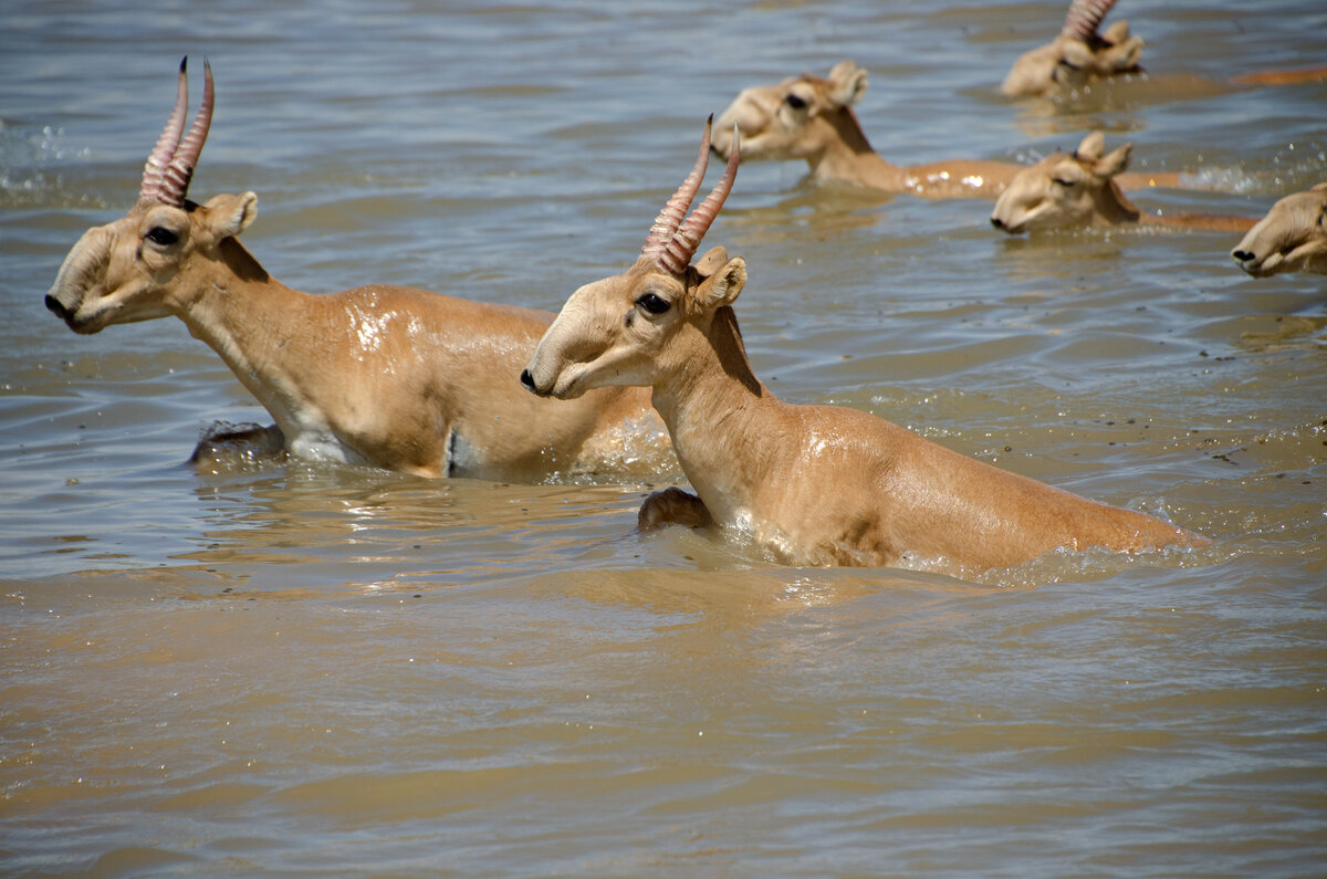 Шикарный нос нужен сайгакам не только, чтобы призывать подруг и соперников...