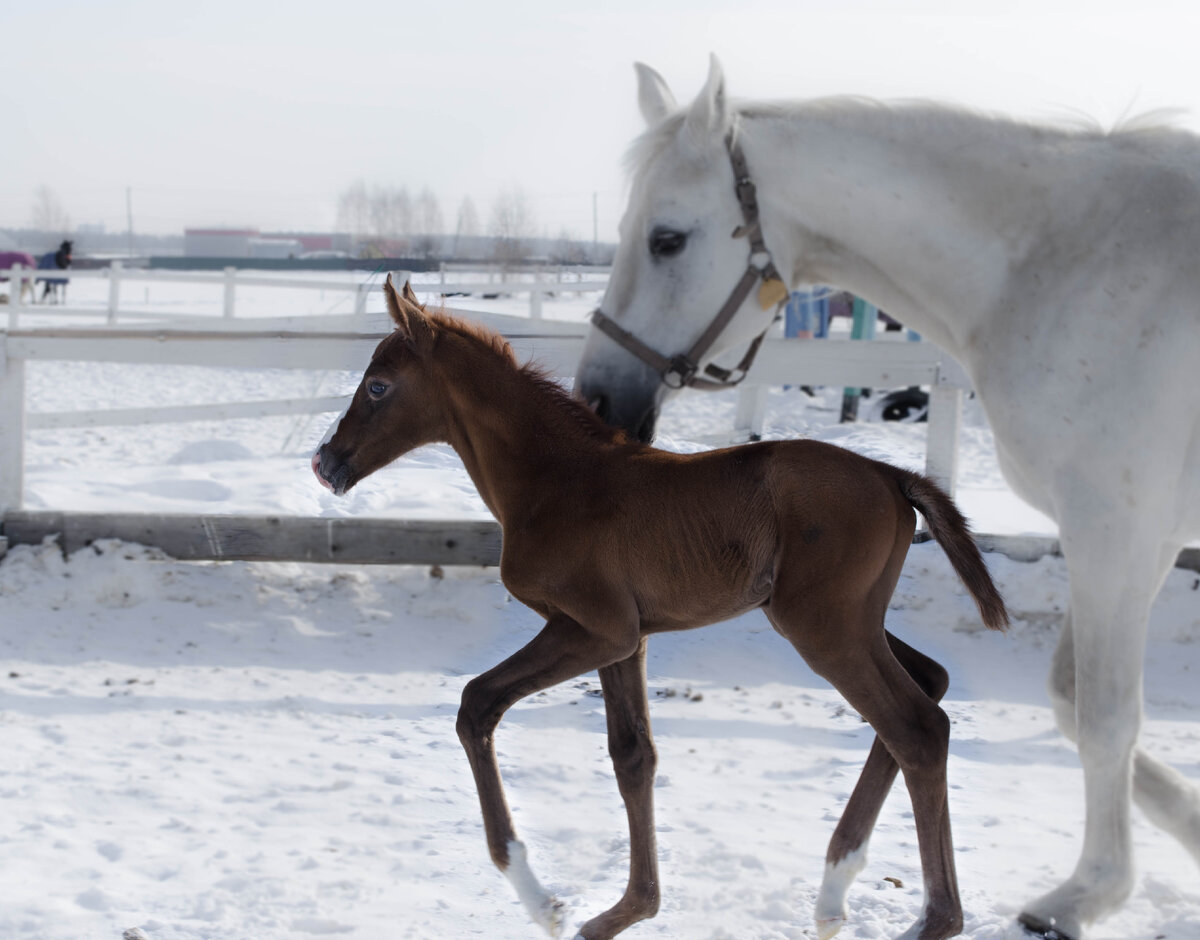 Несколько дней от род