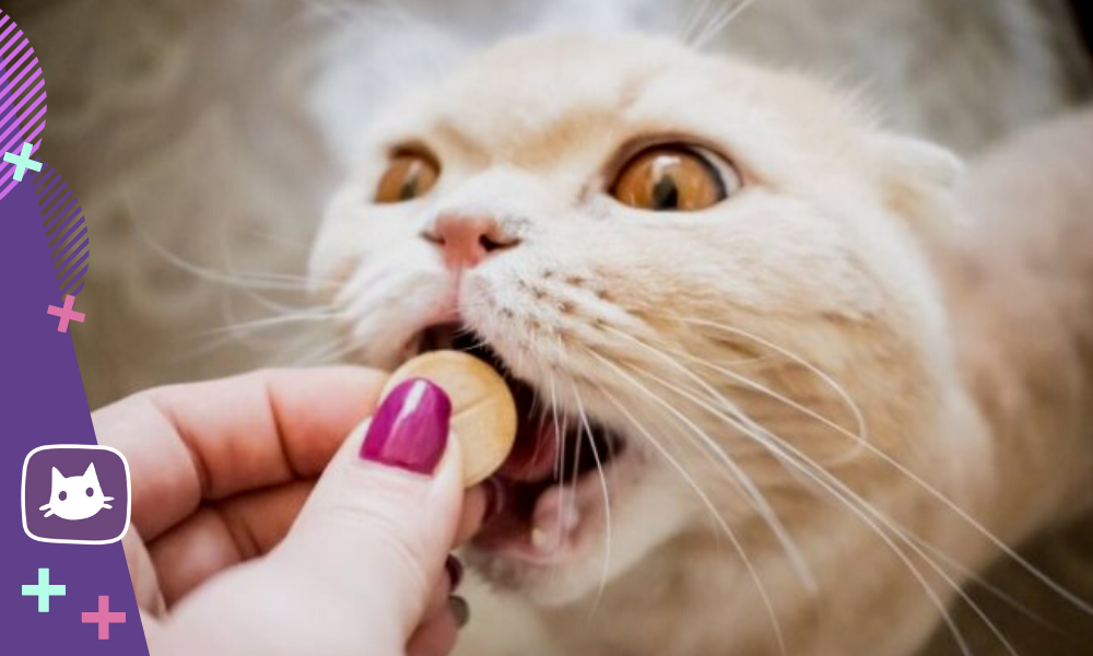 🐱Нужно ли кошке давать витамины и какие – Telegraph