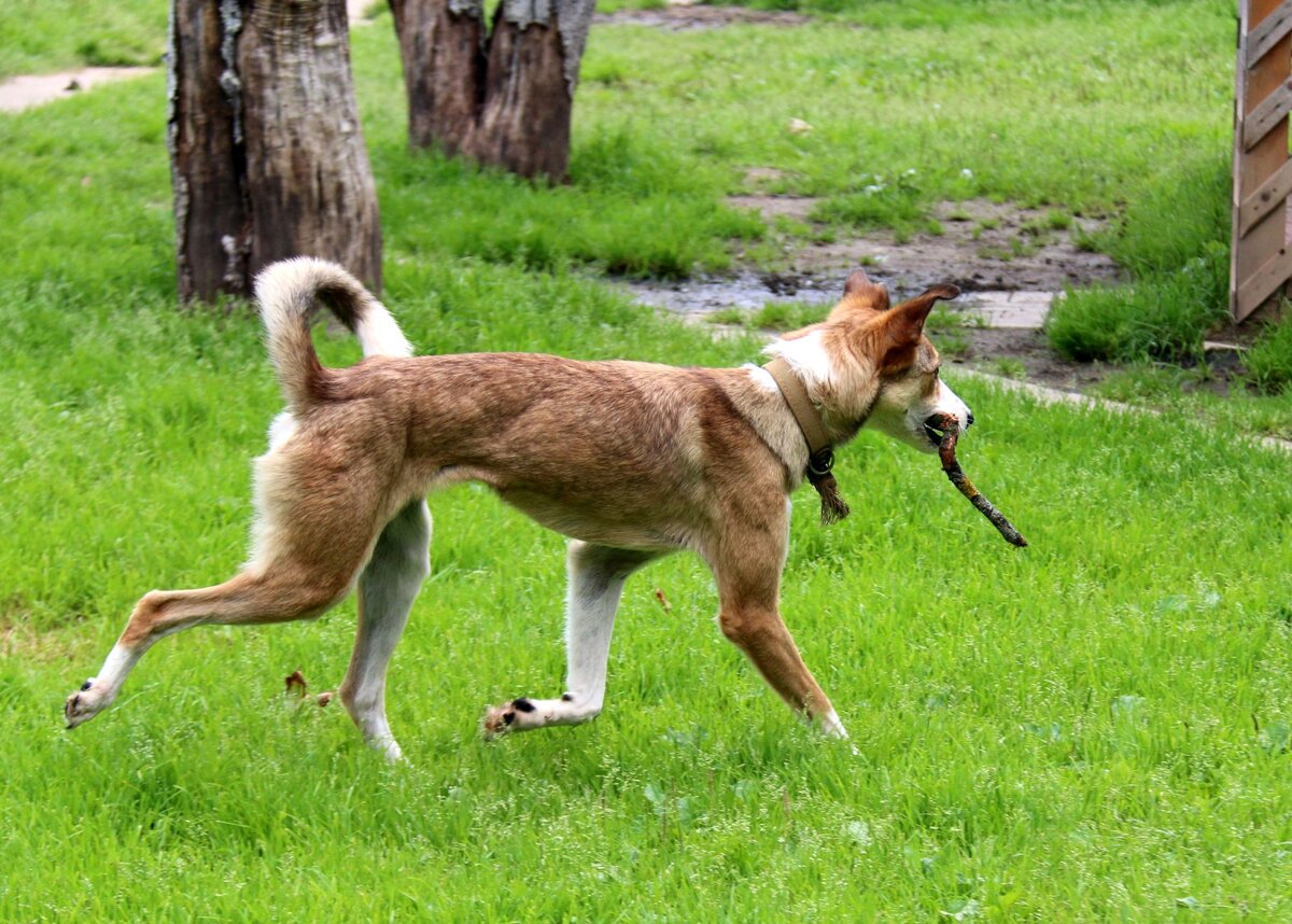 Она ведет себя как обычная домашняя собака