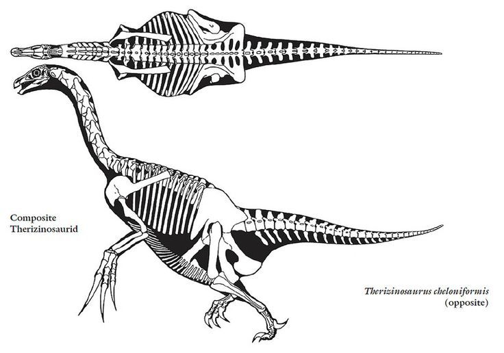 Реконструкция скелета теризинозавра.