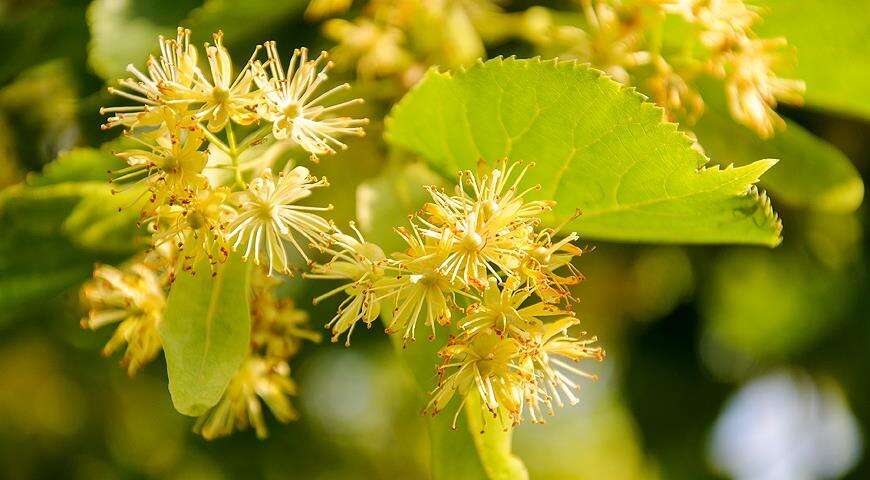  Липа – сильное, долгоживущее дерево. Отличается тем, что во время цветения от нее исходит приятный аромат, позитивно и успокаивающе действующий на нервную систему человека. Поэтому так популярны липовые аллеи в пору цветения. 
Липа известна как результативное средство при простуде, кашле, почечных, желчных и других заболеваниях.

В домашних условиях для лечения, профилактики и в косметических целях используются цветки липы. Хотя в народной медицине известны рецепты с применением и остальных частей дерева.
Липа помогает от простуды и многих респираторных заболеваний. Липовый цвет уменьшает воспаление и задерживает его распространение. При этом он ускоряет восстановление пораженных тканей.

Вяжущий и отхаркивающий эффект цветков липы связывают с наличием в их составе горьких и дубильных веществ, органических кислот, сапонинов и флавоноидов, а также с высоким содержанием аскорбиновой кислоты. Этот же набор веществ дает антисептические, жаропонижающие и потогонные свойства.
Улучшению общего состояния и быстрейшему выздоровлению способствуют микроэлементы и витамины, входящие в состав цветков.
ПОЛЕЗНЫЕ СВОЙСТВА ЛИПЫ ПРИ ЛЕЧЕНИИ ПРОСТУДЫ:
понижает температуру;
локализирует воспалительный процесс;
снимает воспаление;
служит антисептическим средством;
убирает спазм;
помогает откашливанию и отхаркиванию мокроты;
выводит токсины с потом и мочой;
улучшает секрецию желудка;
успокаивает;
насыщает организм полезными веществами и витаминами;
ускоряет выздоровление;
При небольшой простуде, сопровождаемой легким кашлем, эффективно принимать чай из липы. Для его заваривания берутся 2 ст. ложки сырья и заливаются 2-мя стаканами кипящей воды. Настаивается чай на протяжении получаса.

В случае, если липа используется от сильной простуды и при глубоком, изнуряющем кашле, то эффективнее пить отвар. Цветки липы в таком отваре помогают при бронхите, гриппе и серьезных воспалениях верхних дыхательных путей. Для его приготовления необходимо 4 ст. ложки липового цвета залить 400 мл горячей воды и выдержать на водяной бане около 10 мин. После остывания процеживают и принимают по 1/3 стакана несколько раз в день.

Положительным моментом включения липы в комплексное лечение простуды является ее деликатное действие на организм, наличие малого количества противопоказаний и хорошая результативность.