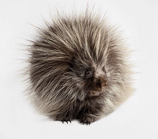 Эта самка североамериканского дикобраза была сфотографирована в зоопарке Грейт-Плейнс, Су-Фолс, Южная Дакота.
