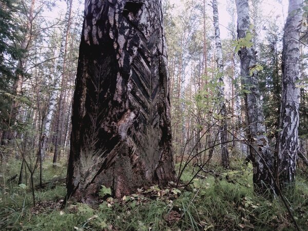 Сосна толщиной 128 см