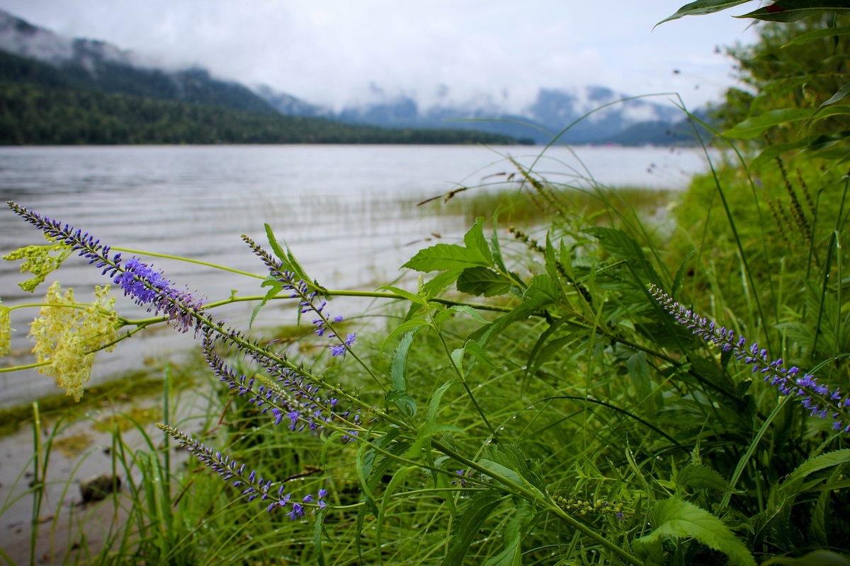 Телецкое озеро, Горный Алтай. 