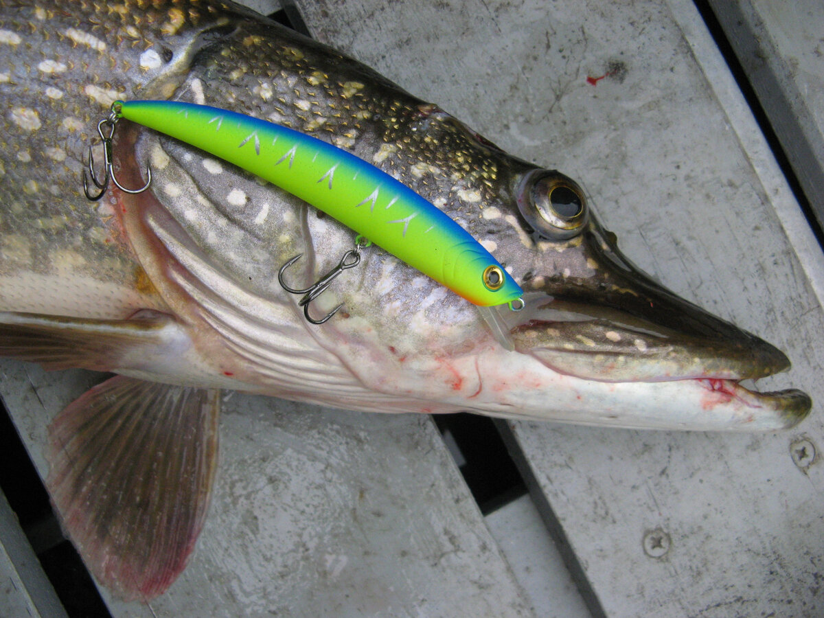 Воблер и его трофей