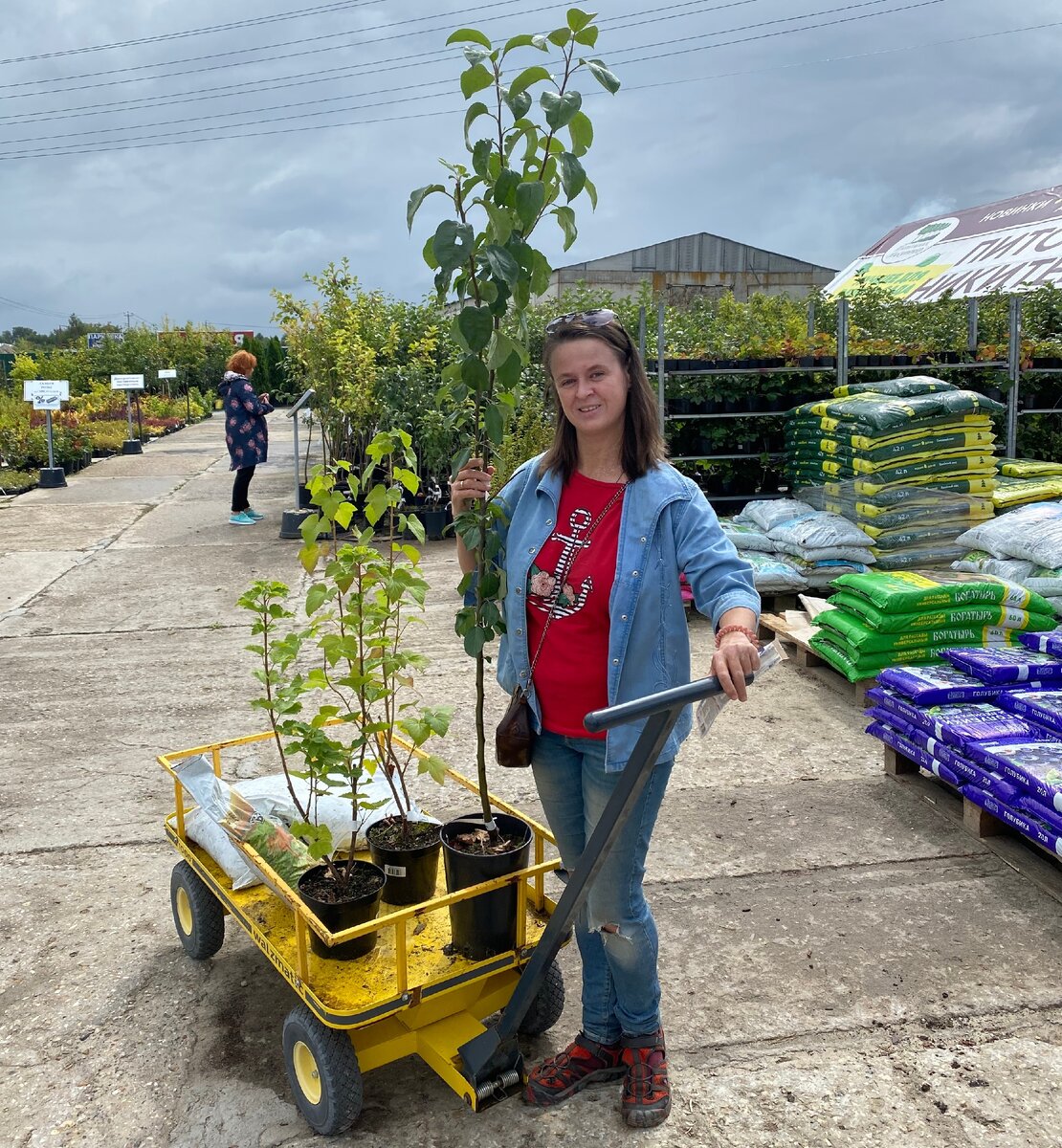 Яблонька и два кустика смородины.