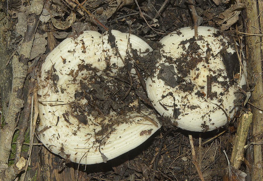 осиновый груздь 